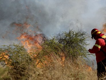 Declaran Alerta Roja en La Ligua y Cabildo por incendio forestal activo