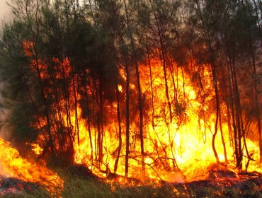 Declaran alerta roja para las comunas de Catemu y Panquehue por incendio forestal