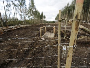 Chiloé perdió más de 10 mil hectáreas de bosque nativo en una década por leña