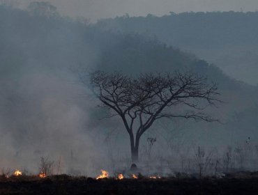 Alemania también ofreció su ayuda a Bolsonaro para combatir incendios en la Amazonía