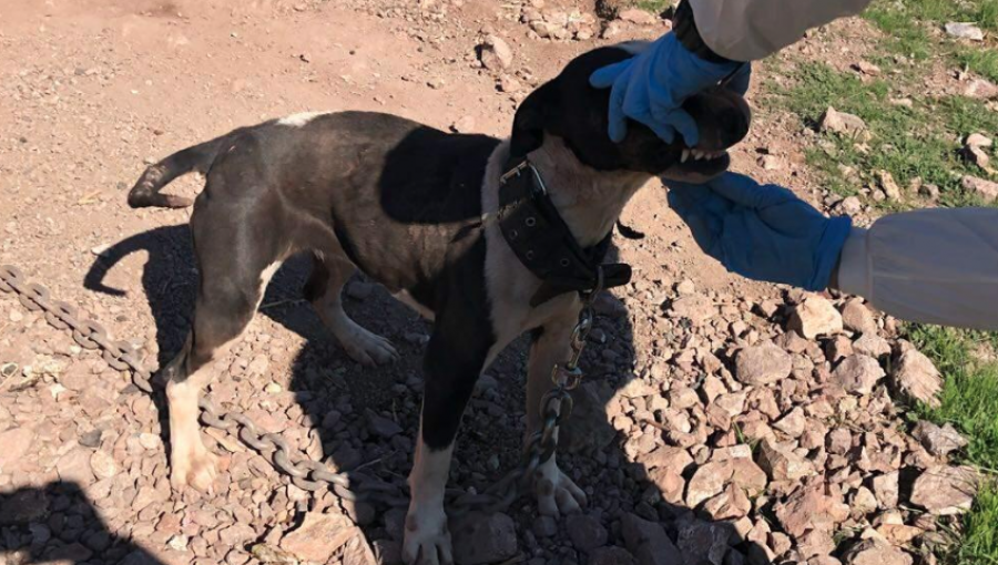 Brutal caso de maltrato animal en San Felipe termina con inédita condena: tres años de reclusión nocturna para culpable