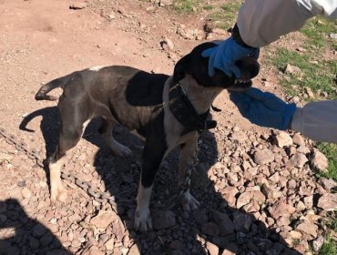 Brutal caso de maltrato animal en San Felipe termina con inédita condena: tres años de reclusión nocturna para culpable