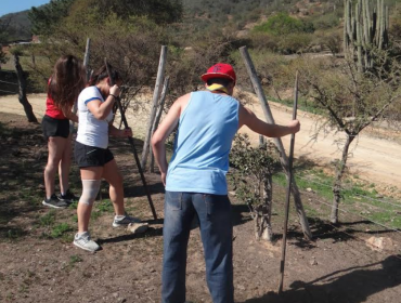 Conaf donó 250 árboles nativos para reforestar sector de Quebrada Escobares en Villa Alemana