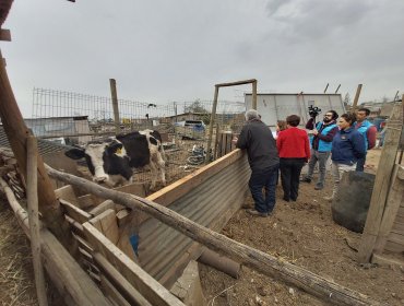 Decomisan 200 kilos de carne de matadero clandestino de La Pintana