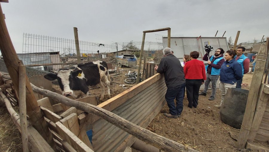 Decomisan 200 kilos de carne de matadero clandestino de La Pintana