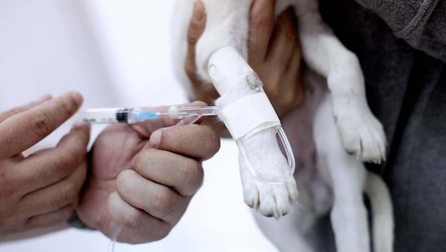 Aprueban proyecto que reconoce a veterinarios y nutricionistas como profesionales de la salud