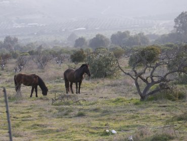 Ante la sequía Coquimbo produce forraje hidropónico para alimentar ganado