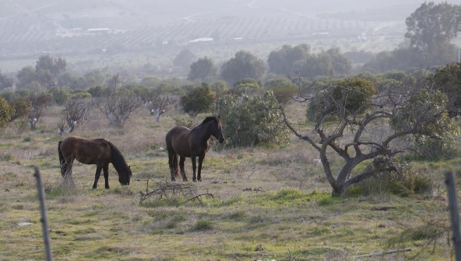 Ante la sequía Coquimbo produce forraje hidropónico para alimentar ganado