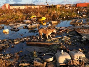 220 perros y 50 gatos murieron en un albergue tras paso del huracán Dorian en Bahamas