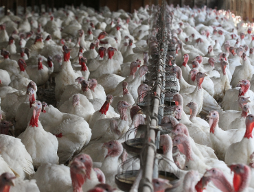 65 mil pavos debieron ser sacrificados en empresa Sopraval de Nogales por brote de gripe aviar