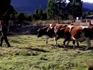 Más de 500 animales fueron trasladados desde el Choapa a la región de Ñuble por la sequía