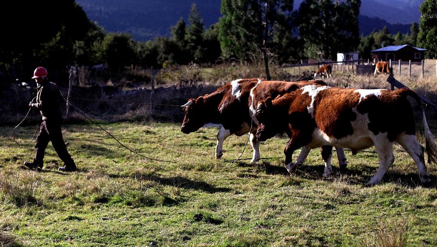 Más de 500 animales fueron trasladados desde el Choapa a la región de Ñuble por la sequía