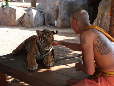 86 de los 147 tigres confiscados a templo budista de Tailandia perdieron la vida