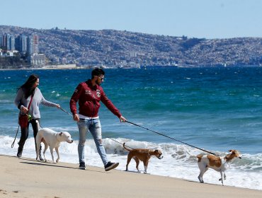 4,1 millones de personas viajarán por Chile durante estas Fiestas Patrias: cifra aumentó 14,6%