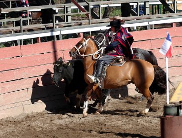 Senador Girardi anuncia reactivación de proyecto para que el rodeo deje de ser un deporte