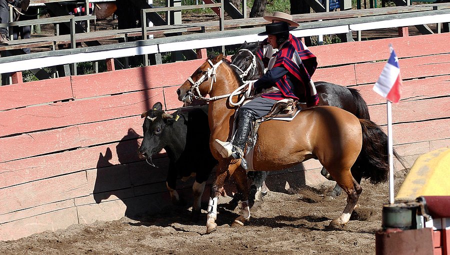 Senador Girardi anuncia reactivación de proyecto para que el rodeo deje de ser un deporte