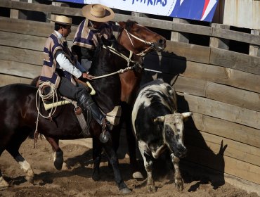 Ministra Kantor descarta eliminar el rodeo como deporte: "Es parte de la esencia de los chilenos"