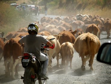 Cuatreros defienden animales robados a disparo limpio contra carabineros en Tirúa