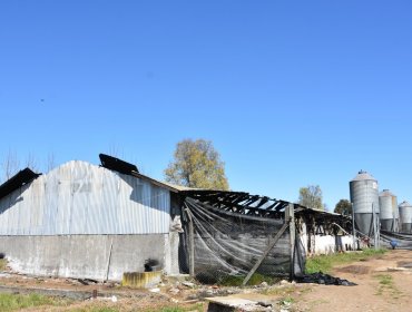 Más de 1.100 cerdos murieron calcinados en incendio en planta porcina de Bulnes