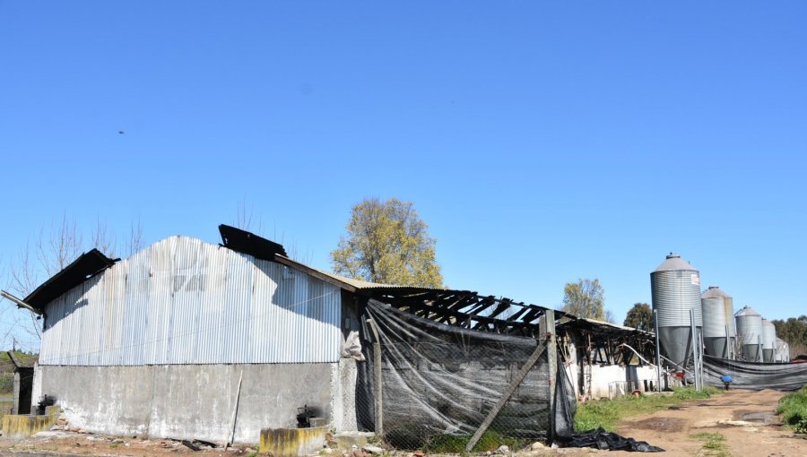 Más de 1.100 cerdos murieron calcinados en incendio en planta porcina de Bulnes