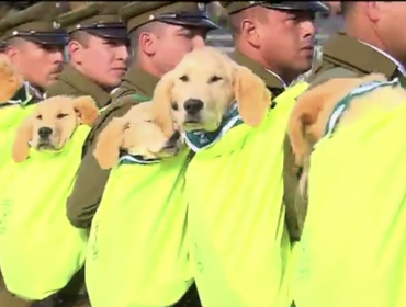 Cachorros de Carabineros se llevaron todas las miradas de la Parada Militar 2019