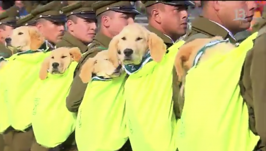 Cachorros de Carabineros se llevaron todas las miradas de la Parada Militar 2019