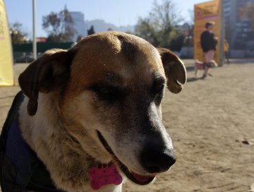 Cifra de perros en Valparaíso llegaría a 100 mil, igualando al número de hogares