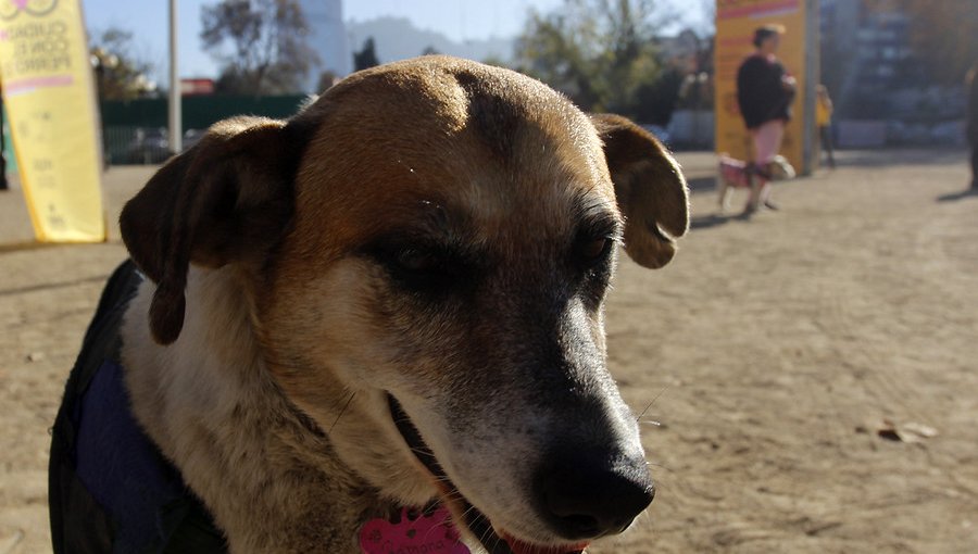 Cifra de perros en Valparaíso llegaría a 100 mil, igualando al número de hogares