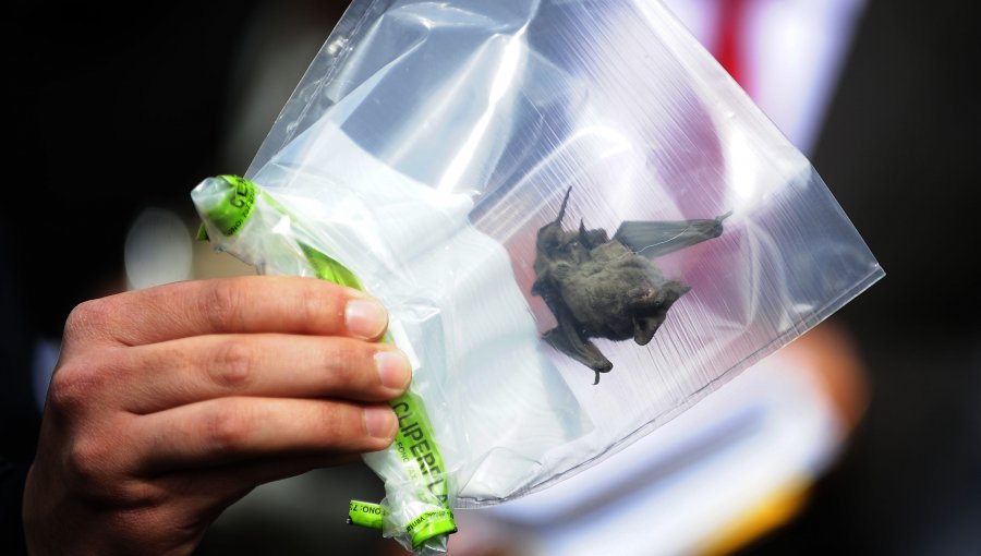 Seremi de Salud RM reportó 22 murciélagos infectados con rabia este año