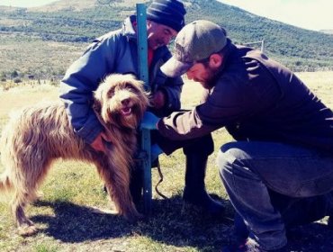 Pruebas científicas demuestran que perro ovejero patagón es chileno