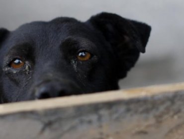 Imputados por la muerte del perro "Cholito" cumplirán pena en libertad