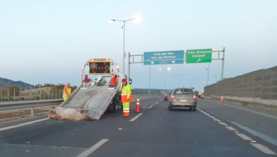 Quilpué: Un caballo murió luego de ser arrollado por un vehículo en la autopista Troncal Sur