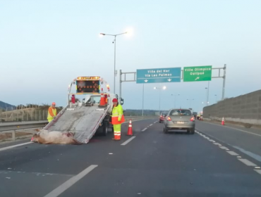 Quilpué: Un caballo murió luego de ser arrollado por un vehículo en la autopista Troncal Sur