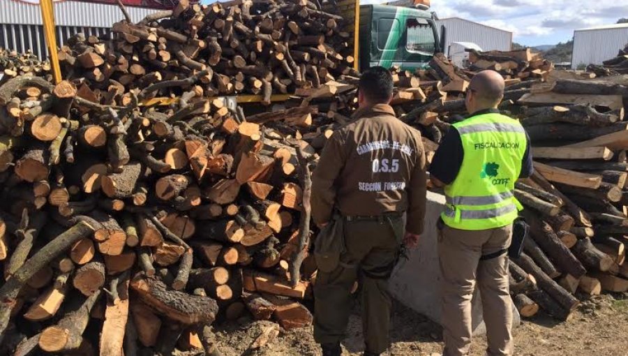 CONAF y Carabineros fiscalizan inusual traslado de madera nativa desde Casablanca a Quilpué