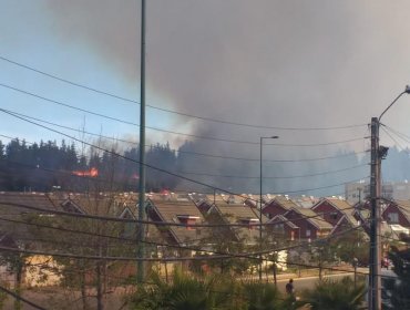 Declaran Alerta Roja por incendio forestal de grandes proporciones en sector Curauma de Valparaíso