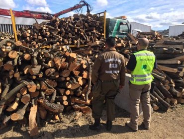 CONAF y Carabineros fiscalizan inusual traslado de madera nativa desde Casablanca a Quilpué