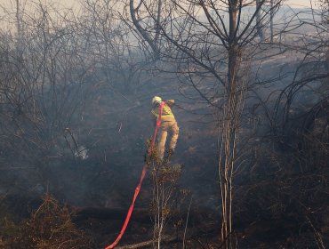 Incendio forestal en Curauma se mantiene activo y ha consumido 39,8 hectáreas de pastizal y arbolado