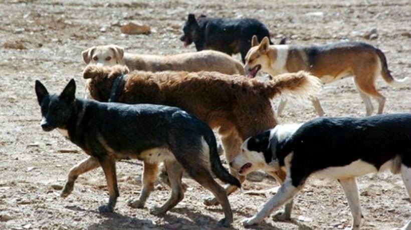 Comisión aprobó idea de legislar proyecto que permite cazar perros asilvestrados