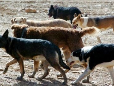 Comisión aprobó idea de legislar proyecto que permite cazar perros asilvestrados