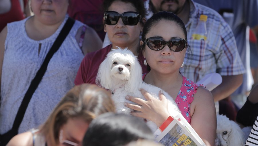 Disponen dos mil microchips gratuitos en fiesta mascotera del Parque O'Higgins