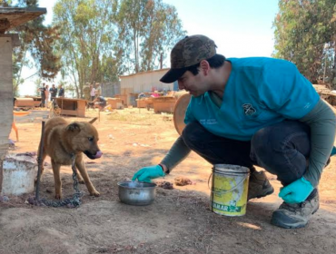 50 perros fueron encontrados en precarias condiciones en Reñaca Alto: detuvieron al cuidador