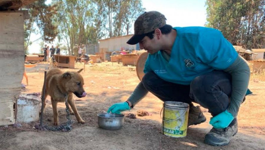 50 perros fueron encontrados en precarias condiciones en Reñaca Alto: detuvieron al cuidador