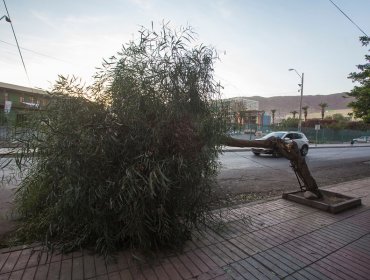 Declaran Alerta Temprana Preventiva para Antofagasta, Mejillones, Tocopilla y Taltal por viento