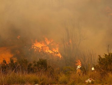 Alerta Roja en Machalí por incendio forestal en Reserva Nacional Río Cipreses