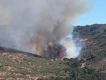 Con brigadas aéreas y terrestres combaten incendio forestal en sector Los Molles de Quilpué