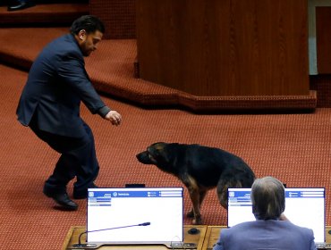 Desorientado por incidentes, perro callejero terminó ingresando hasta la sala de la Cámara de Diputados