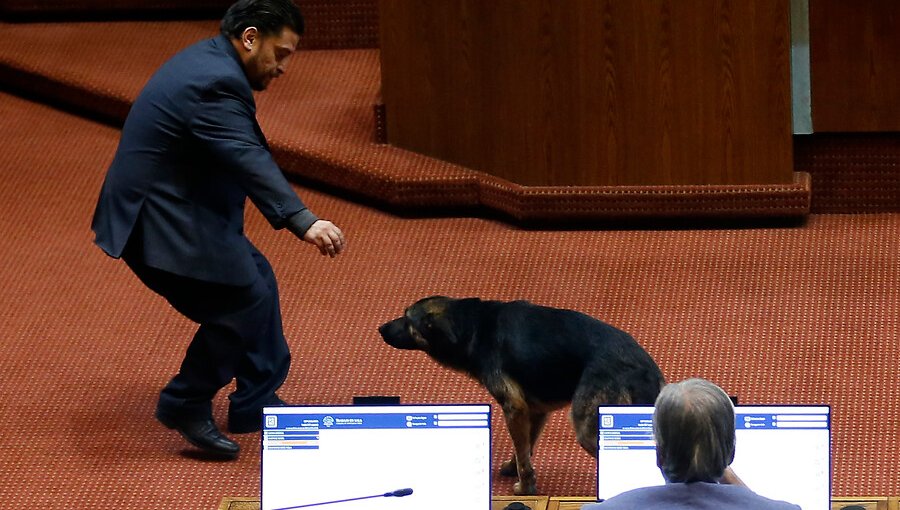 Desorientado por incidentes, perro callejero terminó ingresando hasta la sala de la Cámara de Diputados