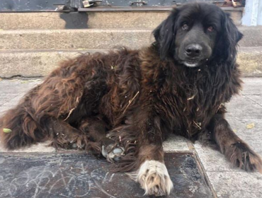 "Pablito", un querido perro callejero de Valparaíso, fue atropellado por carro policial