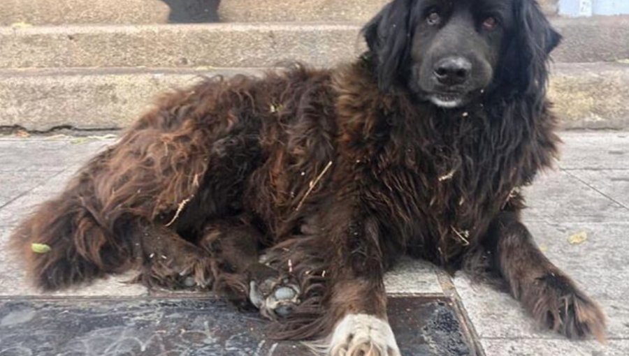 "Pablito", un querido perro callejero de Valparaíso, fue atropellado por carro policial