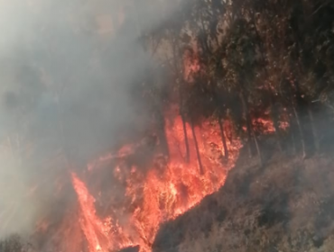 Incendio forestal en el cerro Playa Ancha de Valparaíso consumió 7 mil metros cuadrados